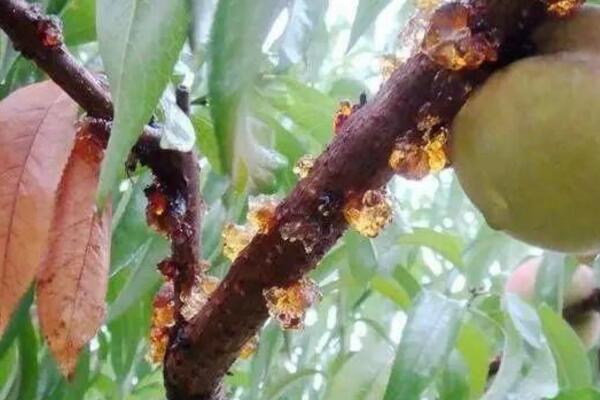 桃花的病害防治，4種常見(jiàn)病害講解