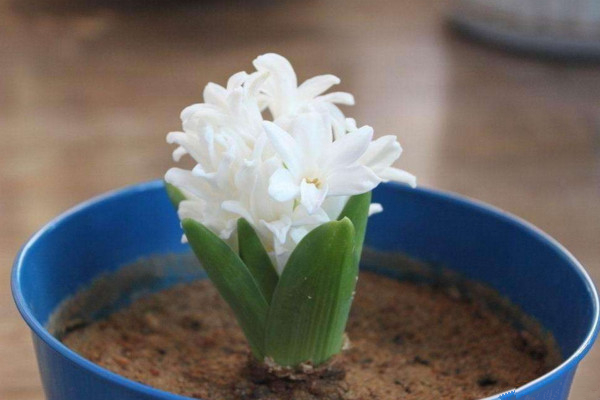 風(fēng)信子凋謝后怎么處理，修剪葉片并保留根莖