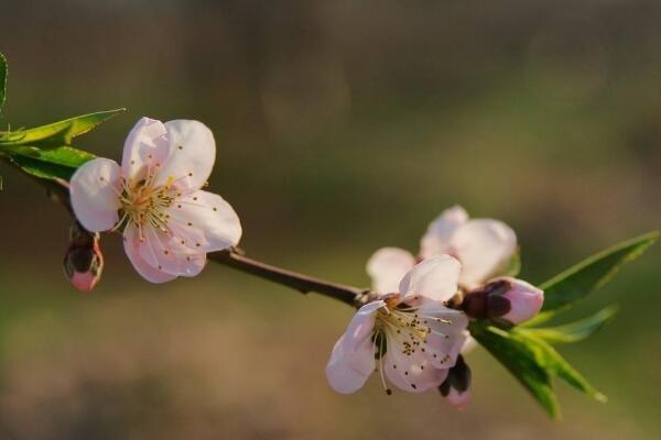 桃花的蟲害防治大全，紅蜘蛛的危害非常嚴(yán)重