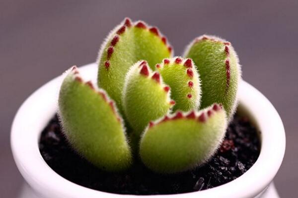 熊童子開花的寓意，生機(jī)勃勃與活力四射