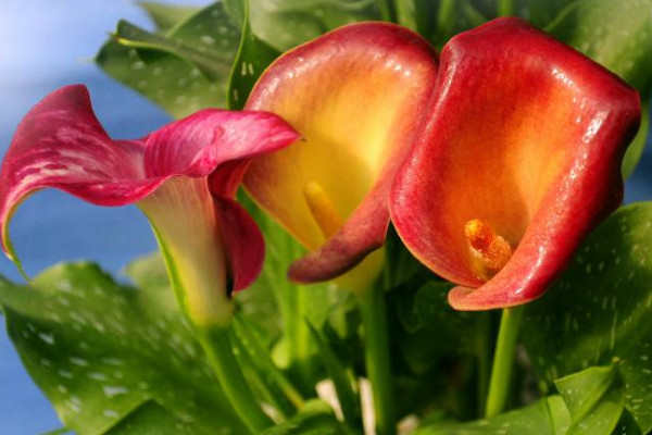 彩色馬蹄蓮為什么不能復花，品種特殊復花難度大