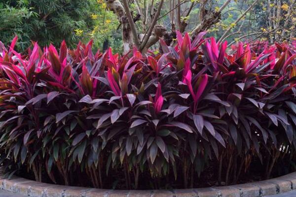 紅鐵樹(shù)的功效與作用，主要在于藥用以及觀賞