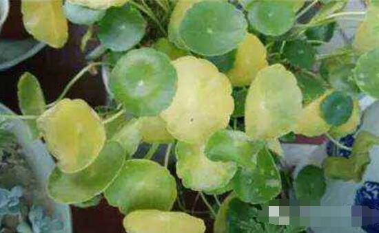 銅錢草葉子邊緣干枯，銅錢草葉子發(fā)黃怎么辦