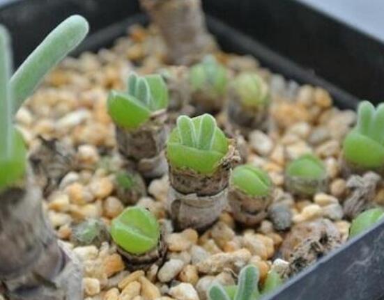 碧光環(huán)多肉有毒嗎，無毒/株型優(yōu)雅、美觀可愛