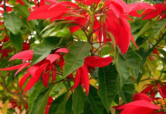 一品紅多久澆一次水，不同季節(jié)不同澆水量(澆則澆透)