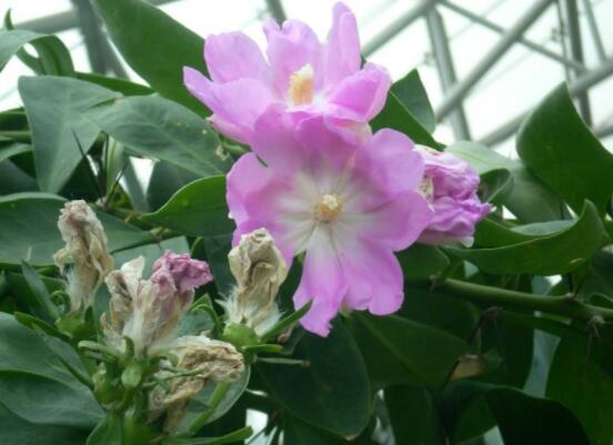 仙人掌的不同品種有哪些，欣賞最好看的六大品種