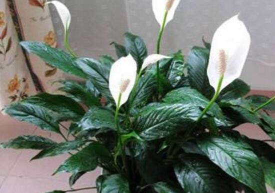 一帆風(fēng)順能澆淘米水嗎，做好這三點(diǎn)使盆土更加肥沃(能澆)