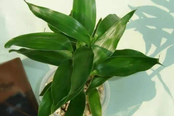 富貴竹可以土養(yǎng)嗎，土培栽植時間選在4~9月