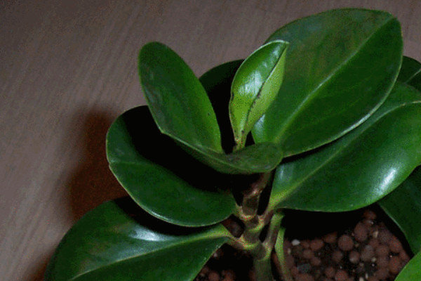 碧玉家庭養(yǎng)法