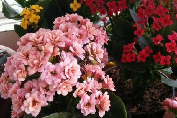 長(zhǎng)壽花夏天能修剪嗎