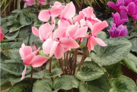 仙客來(lái)花期需施什么肥，做好薄肥少施原則(磷鉀肥為主)