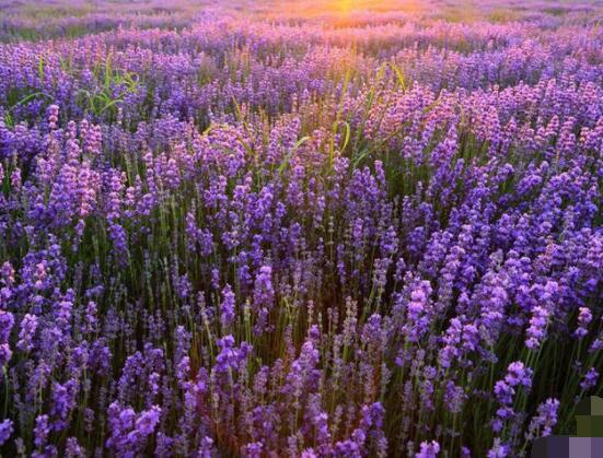 薰衣草有什么功效，舒緩修護(hù)、改善心肌、安撫神經(jīng)