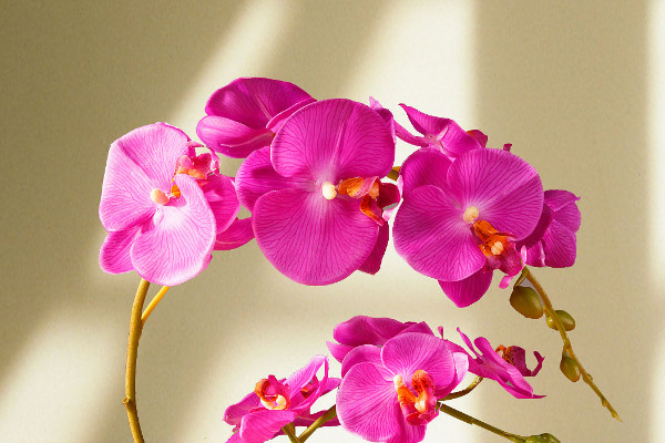 蝴蝶蘭發(fā)芽后怎么護(hù)理