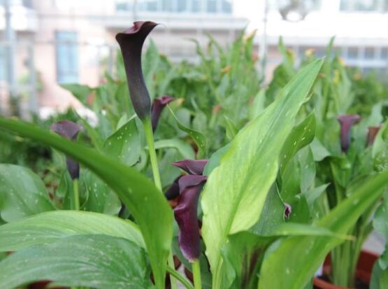 紫色馬蹄蓮花語是什么，代表著一種單純的愛