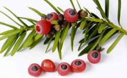 紅豆杉的果實可以吃嗎，不可以直接吃只能這樣吃