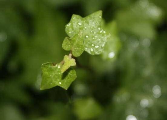 水培常春藤的養(yǎng)殖方法，老農(nóng)總結(jié)的簡單易學(xué)三部曲