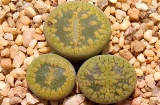 生石花怎么養(yǎng)長(zhǎng)得快，老農(nóng)總結(jié)五個(gè)快速生長(zhǎng)好方法