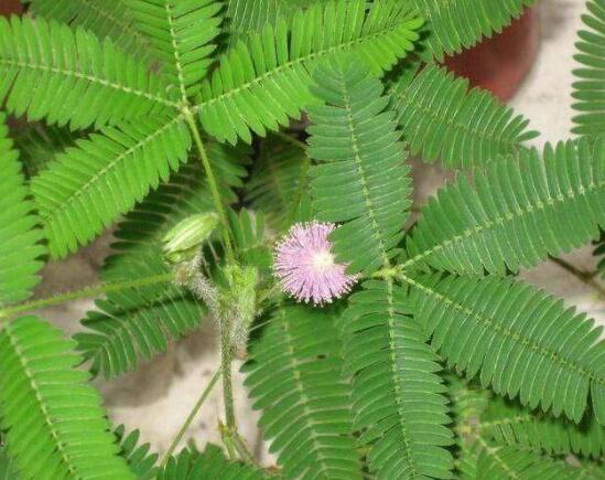 含羞草怎么養(yǎng)護，老農(nóng)總結(jié)五點最實用方法