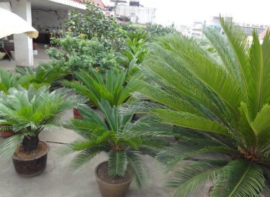 鐵樹能放臥室嗎，盡量不要放（與你爭(zhēng)奪氧氣、呼吸受阻）