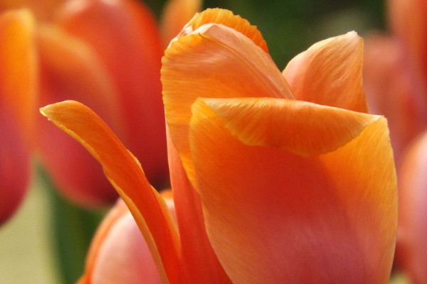 郁金香秋天開(kāi)嗎