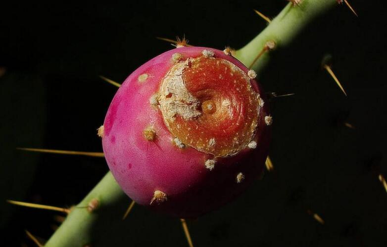 仙人掌果的功效與作用，提高身體器官功能/維持電解質(zhì)平衡
