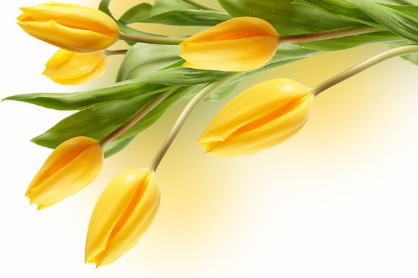 郁金香春天開(kāi)花嗎