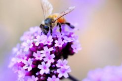 薰衣草適合送什么人，送給朋友、戀人