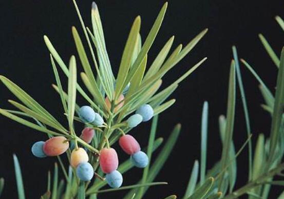 小葉羅漢松的養(yǎng)殖方法，老農(nóng)總結(jié)八大簡單易學(xué)的養(yǎng)殖技巧