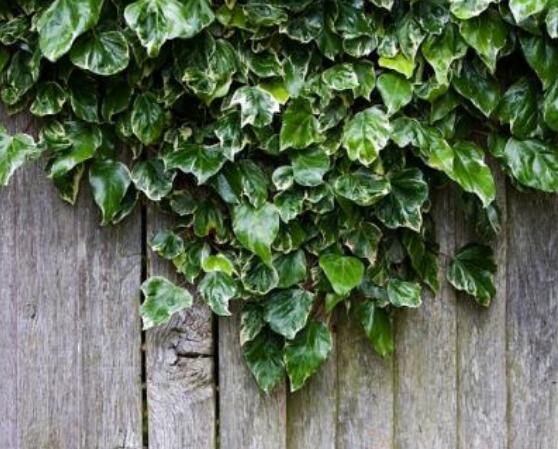 家庭養(yǎng)常春藤常見問題大全，做好六點(diǎn)基本要點(diǎn)即可(生長翠綠)