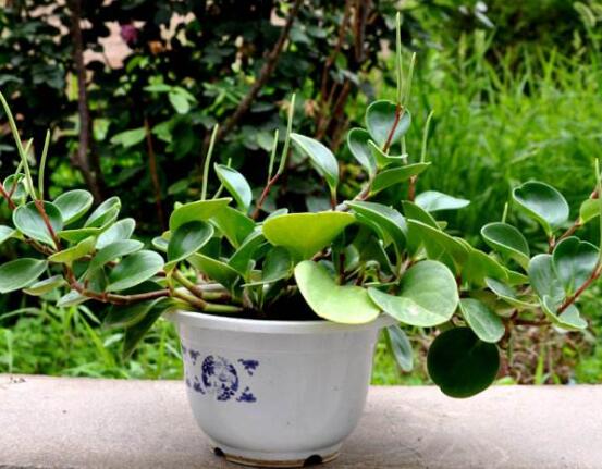 小碧玉怎么養(yǎng)，教你七種簡單易學(xué)基本方法