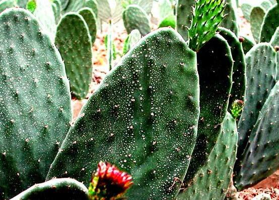 仙人掌的用途與價(jià)值，清熱解毒、消炎解暑、開胃健脾、清咽潤肺