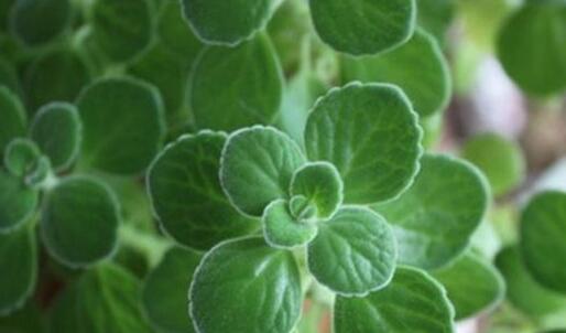 碰碰香能在臥室放嗎，不光可以放/還能制作飲品