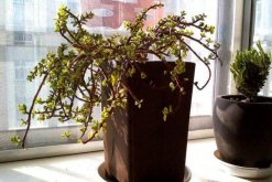 雅樂(lè)之舞怎么修枝，建議在春秋季節(jié)進(jìn)行修剪