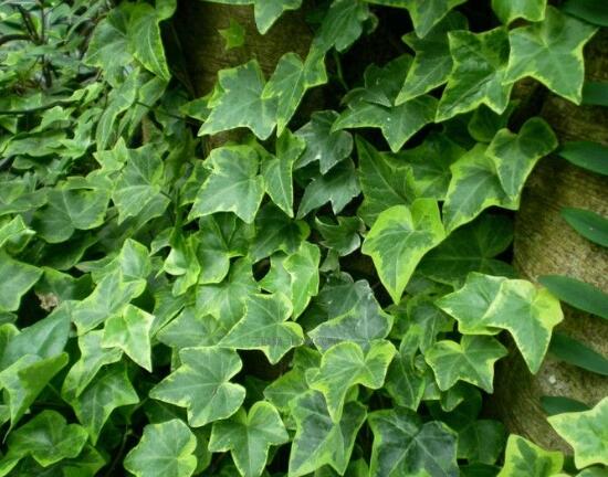 常春藤有毒嗎，常春藤可以放臥室嗎