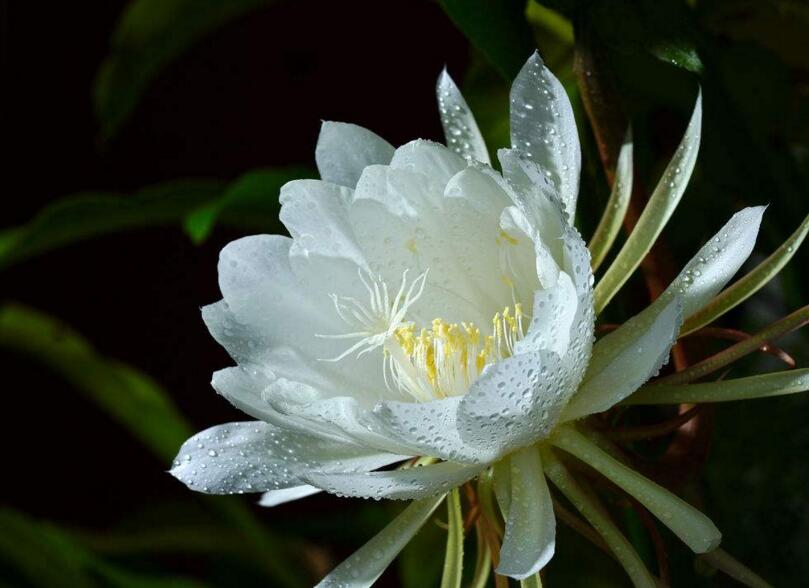 曇花種子種植方法，白天接受足夠的光照晚上才能開花