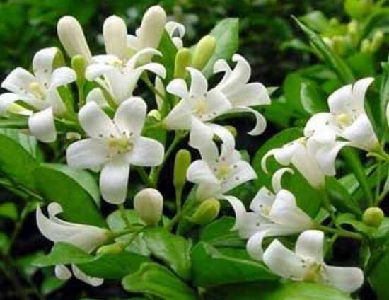 九里香冬天怎么施肥，九里香施什么肥好