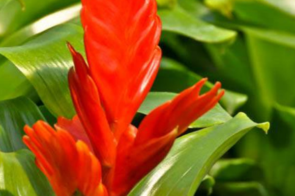 鴻運(yùn)當(dāng)頭葉子全剪掉可以嗎