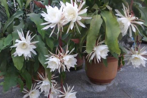 曇花長(zhǎng)氣根怎么處理