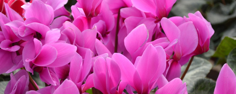 北方冬天如何養(yǎng)仙客來