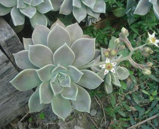 寶石花應該怎么養(yǎng)，只要全面掌握五個要點生長無憂