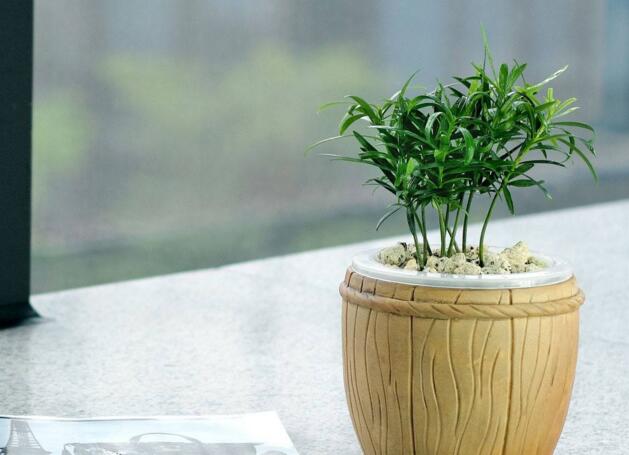 迷你羅漢松的養(yǎng)殖方法，簡單好養(yǎng)的四種方法