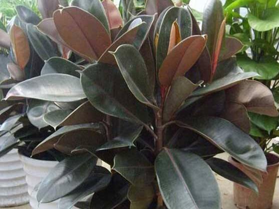 橡皮樹(shù)喜歡什么肥料，氮肥為主、磷鉀肥為輔