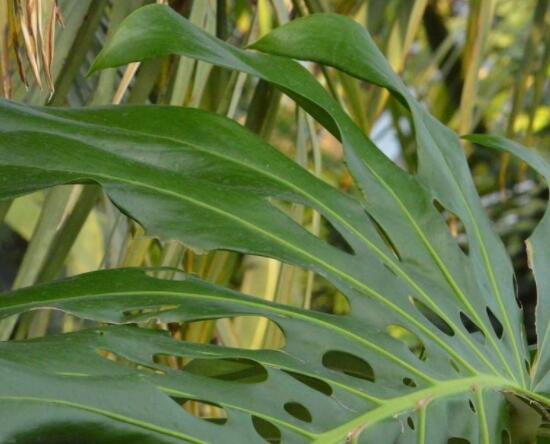 龜背竹黑斑病怎么辦，及時(shí)摘除病葉、噴灑藥物/保持通風(fēng)透氣