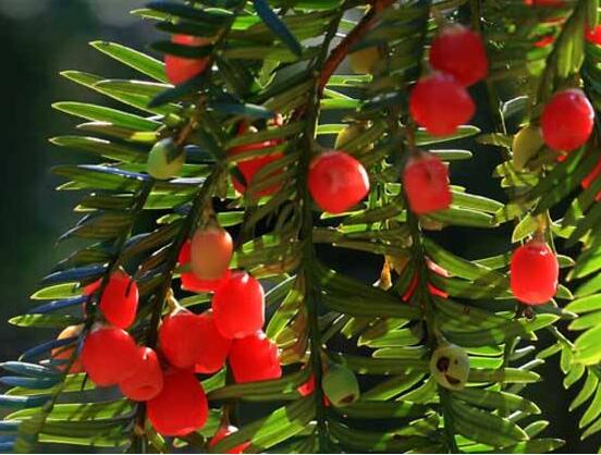 紅豆杉干枯后急救方法，教你四種方法輕松解決