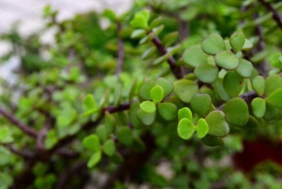 燕子掌葉子變軟怎么辦，教你最常見(jiàn)兩種解決辦法(光照與施肥)