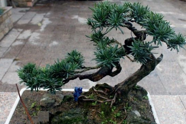 羅漢松的種植和養(yǎng)護