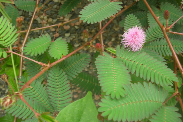 含羞草葉子發(fā)黃