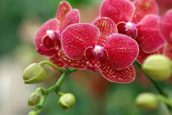 蝴蝶蘭花有什么特點(diǎn)