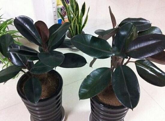 橡皮樹好養(yǎng)嗎，橡皮樹的養(yǎng)殖方法和注意事項