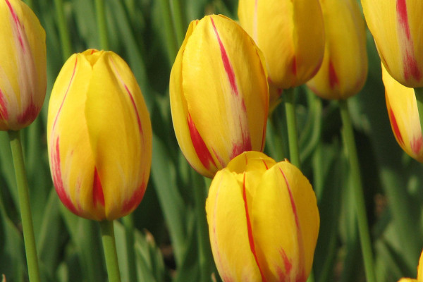 郁金香不經(jīng)過冷凍能發(fā)芽嗎